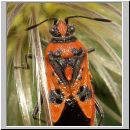 Corizus hyoscyami - Zimtwanze 05.jpg